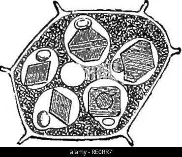 . Eine Einführung in die pflanzlichen Physiologie. Pflanzenphysiologie. FiQ. 117.-Celi, der eipe Saatgut oder Fia. 118.-Zelle von Eioiuus Saatgut, £ "J"?""", mit FlVE AlEUBONB AlEUKONB mit Körnern gefüllt. Gkadts. Ursprünglich ist nicht unbedingt die gleichen wie die anschließend gespeichert. Zuerst die graias sind nicht löslich, in entweder 10 Prozent oder gesättigte Lösungen von Kochsalz. Später können Sie durch diese beiden Flüssigkeiten aufgelöst werden. Die Abscheidung von aleurone Körner in der Zelle ist damit, wie die Stärke, ein Prozess der Absonderung durchgeführt durch das protoplasma: ein Prozess, das heißt, der Herstellung von Stockfoto