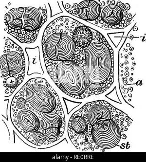 . Eine Einführung in die pflanzlichen Physiologie. Pflanzenphysiologie. Die STOEAGE von EE8ERVE MATBEIALS 241 Fälle, wie in fleischigen Wurzeln, das Protein vielleicht verstreut in amorpher Form in die Substanz des protoplasma. "Wenn Protein in den Zustand der Granula gespeichert sind, werden diese als aleurone Körner bekannt. Wie stärke Körner sie alle durch die Substanz der Samen hinterlegt werden können, oder Sie können bestimmte Schichten, da sie im Getreide die Gräser (Abb. 114). Sie treten manchmal in den gleichen Zellen wie Stärke Körner, wie in der Erbse oder Bean (Abb. 115). In anderen Fällen sie assoziiert Wi gefunden werden Stockfoto