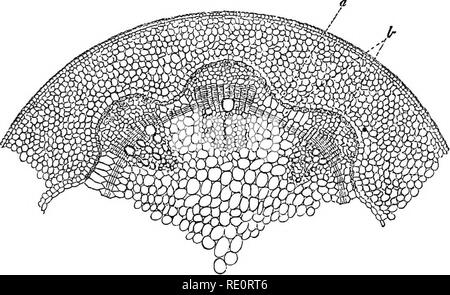 . Eine Einführung in die pflanzlichen Physiologie. Pflanzenphysiologie. Die STOEAGE von EESEEVE MATEEIALS 231 Perforce verpflichtet, Division aufhören, und so das Wachstum in der Dicke des Stammes oder der Wurzel wird gestoppt. Cell Division ist in der Tat das Ergebnis der Zelle - Wachstum. "Wenn eine Zelle des Kambiums erreicht hat seine volle Größe es teilt sich in zwei, von denen jeder dann an den geeigneten Erwachsenen Abmessungen wächst; einige Teilen wieder, hke solche, aus denen sie entstanden; andere werden in Holz oder Bast Zellen umgewandelt. In jedem Fall eine sofortige Lieferung von Nahrungsmitteln erforderlich ist, und von dem Zustand der Dinge muss diese Nea werden Stockfoto