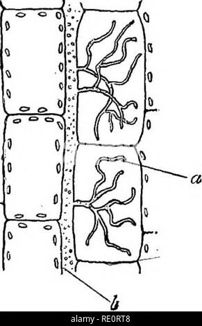 . Eine Einführung in die pflanzlichen Physiologie. Pflanzenphysiologie. OTHEE METHODEN OP ERLANGUNG POOD 211 auf dem Boden, und der Embryo wächst auf eine Länge von etwa 3 cm. Ihren Höhepunkt legt sich auf den Boden, und der kostenlose Teil bewegt sich Runde, beschreibt eine Art Spirale in die Luft. Wenn es in Kontakt mit einem geeigneten Host kommt, es Garne runden es nach der Mode der eine Ranke und zahlreiche Seitentriebe werden in Zeilen an den Kontaktpunkten entwickelt. Haustoria Feder aus diese Sauger und dem Host eindringen, Verlängerung nach innen, bis Sie erreichen den Wald (Abb. 102). Das Teil unter der Anlage stirbt Sh Stockfoto