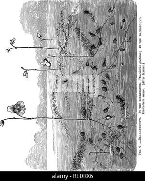 . Eine Einführung in die pflanzlichen Physiologie. Pflanzenphysiologie. OTHEE METHODEN OE ERLANGUNG ESSEN 193 viel verzweigte Stengel trägt eine Anzahl von Blättern, die Formen, die im Fall von verschiedenen Arten unterscheiden; sie. 1. 1' besitzen keine Wurzeln. Wachsen die Stiele sind zahlreiche kleine Blase - wie Körper, die jeweils mit einer kleinen Öffnung an der Spitze. Diese Drossel wird durch eine Reihe von steif Spitz 13 bewacht. Bitte beachten Sie, dass diese Bilder extrahiert werden aus der gescannten Seite Bilder, die digital haben für die Lesbarkeit verbessert - Färbung und Aussehen dieser Abbildungen können nicht Perfekt resemb Stockfoto