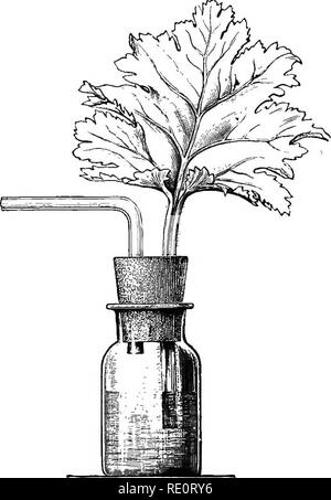 . Eine Einführung in die pflanzlichen Physiologie. Pflanzenphysiologie. 118 pflanzlichen Physiologie die Variationen in der Breite des stomatal Öffnungen, die so viel Bedeutung in der Regulation der Tran-spiration muss als Einfluß auf diese Funktion allein, durch Schwankungen in der Höhe von Wasser in der Anlage verursacht angesehen werden. Sie dienen dazu, automatisch die Anlage von übermäßigen Verlust von Wasser zu erhalten, aber Sie haben keine direkten. Fia. 80.- AppAEATUs Inteeoellulab Contdtuity der Räume im Blatt zu zeigen. (Nach Detmer.) regeln Einfluss auf den Austausch von Gasen. In der Tat, wenn, aus Schlaffen Stockfoto