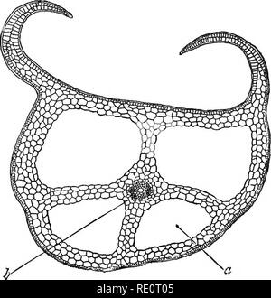 . Eine Einführung in die pflanzlichen Physiologie. Pflanzenphysiologie. Fia. 73.- Sectios des Blattes showinq der Laeqe Iijteecellci. ae Räume des Mesofhyll. Obwohl keine defimte Beziehung kann er gezeigt hetween gibt den Grad der Beleuchtung und der Kapazität. Abb. 74. Abschnitt von Blatt eines, lacunar Kavitäten; b, vaskuläre bündeln. Hohlräume gebildet. Licht ist jedoch nicht der einzige Faktor, und wahrscheinlich nicht die wichtigste, in ihrem Ausmaß bestimmen, für die Sie in der Regel in den Cortex von Wurzeln, die erhalten aber wenig Beleuchtung prominent sind. Die. Bitte beachten Sie, dass diese Bilder extrahiert werden fro Stockfoto