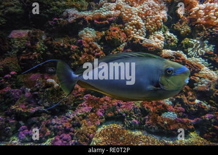 Blaue und grüne große Coral Reef Fish Called bignose Einhorn in seinem natürlichen Lebensraum. Selektive konzentrieren. Unfocused bunte natürliche lebende Korallenriff bei Bac Stockfoto