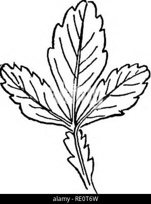 . Botanik das ganze Jahr über; ein praktisches Lehrbuch für die Schulen. Botanik. 68. - Poison Ivy. Zwei seitliche Merkblätter, so als rhachis, wie in Abbildung 66 zu bilden, das Blatt ist pinnately trifoliolate; aber wenn alle drei Erscheinen direkt von der Oberseite der Blattstiel zum Frühling, wie in Abbildung 67 ist Es palmate, ein gutes Beispiel eines pinnately Laubblatt, und eines, das es wichtig ist zu lernen und sich zu erinnern, ist der Poison Ivy. 47. Einheit der Plan in der Natur.- Beachten Sie, wie der gleiche Struktur zieht sich durch alle diese Varianten unverändert. Wenn eine Eiche oder eine Rainfarn Blätter bis zur Mittelrippe geschnitten wurden, sollten wir ha Stockfoto