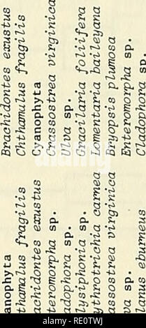 . Ökologische Auswirkungen von Schutt Wehr jetty Konstruktion in Murrells Inlet, South Carolina. Hydraulische Strukturen; Stege; Ökologie der Küsten. CJ O S? Â¢ g01 S IB-: 3^S. Bitte beachten Sie, dass diese Bilder sind von der gescannten Seite Bilder, die digital für die Lesbarkeit verbessert haben mögen - Färbung und Aussehen dieser Abbildungen können nicht perfekt dem Original ähneln. extrahiert. Van Dolah, Robert F; Knott, David M; Calder, Dale R; US Army Engineer Wasserstraßen Experiment Station; Auswirkungen auf die Umwelt Research Program (US S.). Vicksburg, Fräulein: US Army Engineer Wasserstraßen Experiment S Stockfoto