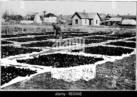 . Unser Feld und Wald Bäume. Bäume. liy euurLesy des L'. S. Furest Service. Abb. 27. Yellow Pine cones verteilt auf Leinwand Blätter zu rlry. Uncompahgre nationalen Foiest.. Bitte beachten Sie, dass diese Bilder sind von der gescannten Seite Bilder, die digital für die Lesbarkeit verbessert haben mögen - Färbung und Aussehen dieser Abbildungen können nicht perfekt dem Original ähneln. extrahiert. Gehen, Maud, 1859-1925. Chicago, A.C. McClurg &Amp; Co. Stockfoto