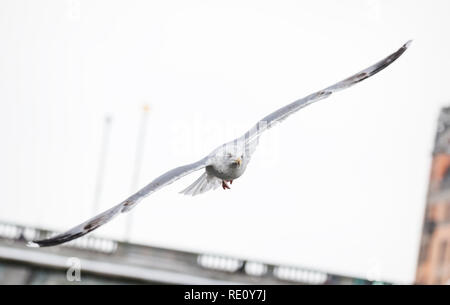 Gemeinsame Möwe - Seagull anmutig Fliegenden Stockfoto