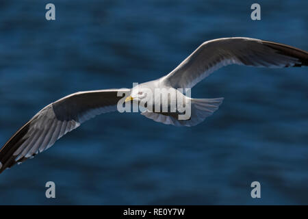 Gemeinsame Möwe - Seagull anmutig Fliegenden Stockfoto