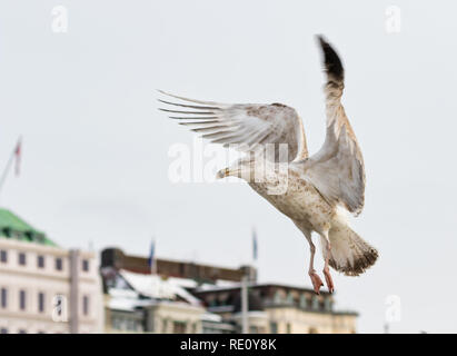 Gemeinsame Möwe - Seagull anmutig Fliegenden Stockfoto