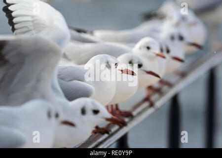 Gruppe der Lachmöwe im Winter Stockfoto