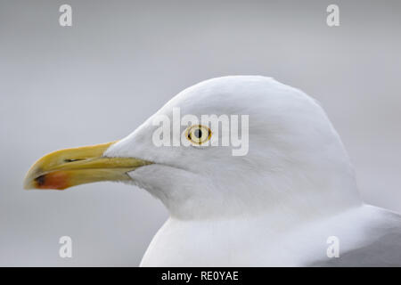 Möwe - silbermöwe Nahaufnahme Porträt Stockfoto