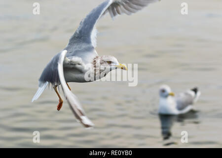 Gemeinsame Möwe - Seagull anmutig Fliegenden Stockfoto