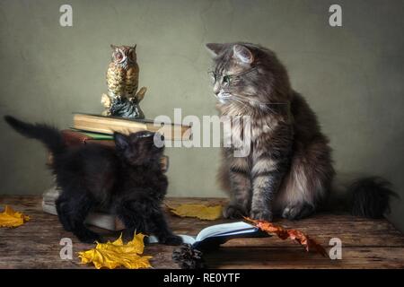 Noch Immer Leben Mit Buchern Und Lustige Kitty Stockfotografie Alamy