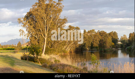 Sonnenuntergang über dem Breede River, Robertson, Western Cape, Südafrika mit einer goldenen Glanz über den Fluss und die Gum Trees und einen Blick über die Weinberge auf die L Stockfoto