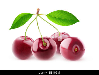 Isolierte Kirschen. Vier cherry Früchte auf einem Ast mit Blätter auf weißem Hintergrund mit Freistellungspfad isoliert Stockfoto