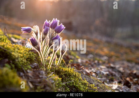 "Pulsatilla patens" - Prairie Crocus. Violetten Blüten Nahaufnahme. Küchenschellen. Wilder Frühling Blumen Stockfoto