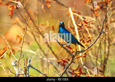 Blau Cape starling auf einen Baum im Krüger Nationalpark, Südafrika. Rot - geschulterten Glänzend - starling oder Cape glossy Starling. Lamprotornis nitens Arten. Stockfoto