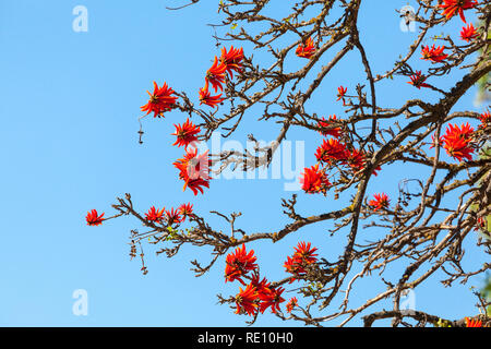 Leuchtend scharlachrote Blüten der Cape Coral Tree oder Kafferboom, Erythrina caffra. Auch afrikanischen Coral Tree und Lucky Bean Tree genannt. Laub-, Ornament Stockfoto