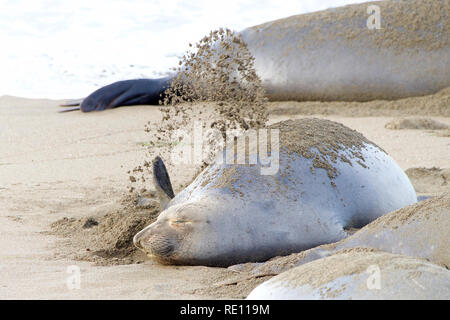 Weibliche Elefanten Dichtung spiegeln Sand auf dem Rücken. Ihre Körper sind so konzipiert, dass sie in kaltem Wasser warm zu halten. Sand spiegeln hilft Ihnen cool auf dem Land zu halten, indem Sie Stockfoto