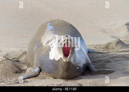 Weibliche Elefanten Dichtung schwanger, Schleppen am Strand im Zentrum von Kalifornien, den Mund offen bereitmachen. Stockfoto