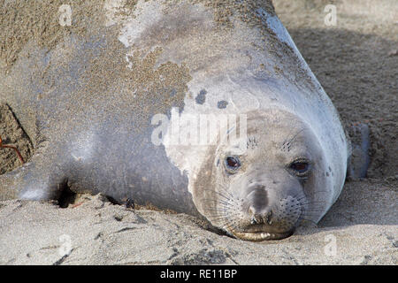 Nahaufnahme, Porträt einer weiblichen Elefanten Dichtung mitgeführt und am Strand, mit Blick auf Viewer. Stockfoto