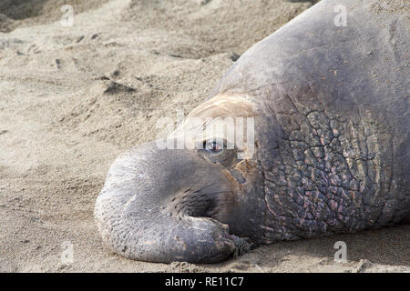 Nahaufnahme, Porträt einer männlichen elephant Seal heraus auf einem Strand geschleppt. Stockfoto