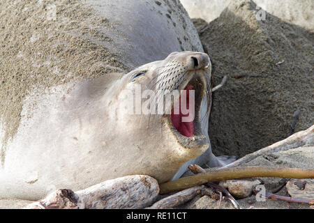 Weibliche Elefanten Dichtung schwanger, Schleppen am Strand im Zentrum von Kalifornien, den Mund offen bereitmachen. Stockfoto