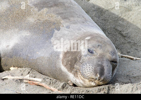 Nahaufnahme, Porträt einer weiblichen Elefanten Dichtung am Strand geschleppt, Augen teilweise geschlossen. Stockfoto