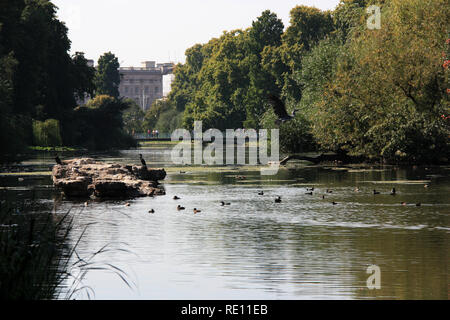 Buckingham Palace gesehen über die St. James's Park See in London, Vereinigtes Königreich Stockfoto