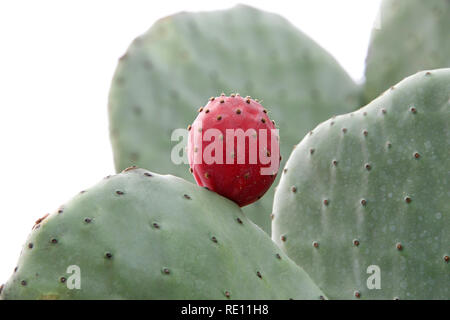 In der Nähe von Feigenkakteen mit einem Obst auf einem weißen Hintergrund. Stockfoto