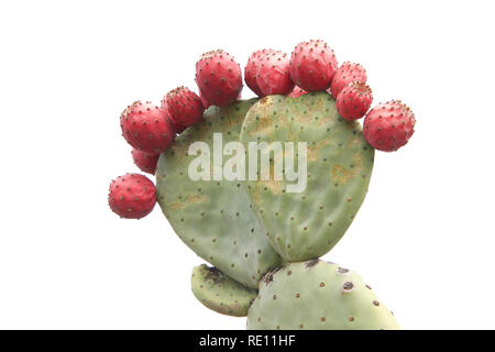 Feigenkakteen mit vielen Obst auf einem weißen Hintergrund. Stockfoto