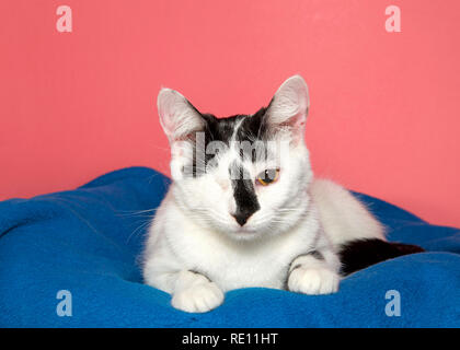 Porträt einer schwarz weisse Katze Verlegung auf einer blauen Decke mit rosa Hintergrund, ein Auge fehlt aufgrund von Trauma oder Geburtsfehler. Stockfoto