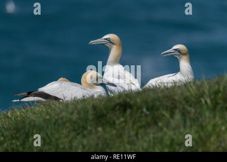 Nördlicher Gannet ( morus bassanus) Nahaufnahme einer kleinen Gruppe in der Brutkolonie am Cape St. Mary's, Ecological Reserve Newfoundland Canada Stockfoto