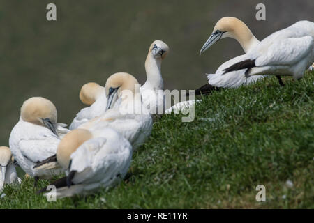 Nördliche Gannet ( morus bassanus) kleine Gruppe, aufgenommen am Cape St. Mary's, Ecological Reserve Neufundland Canada Stockfoto