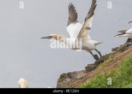 Northern Gannet ( morus bassanus) beim Start am Cape St. Mary's, Ecological Reserve Newfoundland Canada Stockfoto