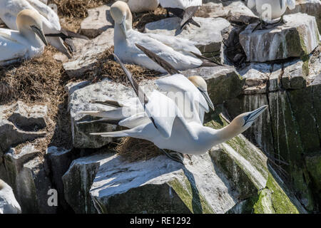 Nördliches Gannet ( morus bassanus) beim Start am Cape St. Mary's, Neufundland, Kanada Stockfoto