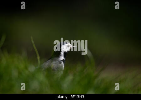 Bachstelze auf der Suche nach Nahrung auf Rasen im Sommer Stockfoto