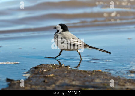 Bachstelze am Strand im Sommer Stockfoto