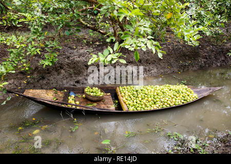 Eine Guave Obstgarten in Vimruli in Jhalakhathi Sadar Bezirk von Bangladesh. Stockfoto