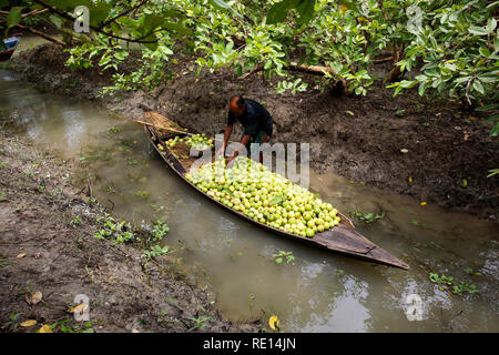 Ein Landwirt stapelt bis Guaven auf dem Boot nach Auszüge aus der Bäume am Guava Orchard an Vimruli in Jhalakathi, Bangladesch. Stockfoto