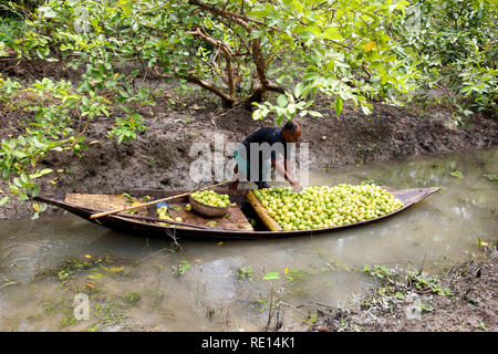 Ein Landwirt stapelt bis Guaven auf dem Boot nach Auszüge aus der Bäume am Guava Orchard an Vimruli in Jhalakathi, Bangladesch. Stockfoto