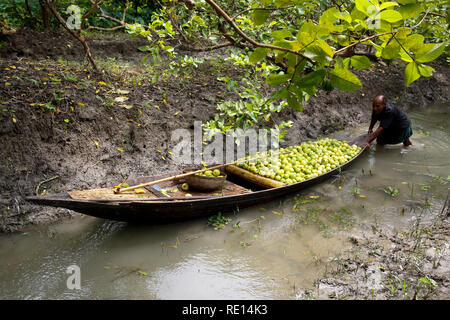 Ein Landwirt stapelt bis Guaven auf dem Boot nach Auszüge aus der Bäume am Guava Orchard an Vimruli in Jhalakathi, Bangladesch. Stockfoto