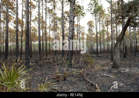Verbrannt und verkohlt, und rauchen Wald in Apalachicola, Florida/USA. Stockfoto