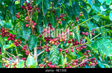 Kaffee Baum in der Ernte mit viel reifen Samen auf den Ästen. Dies ist eine entspannte Seele trinken, wenn wir nur genügend verwenden Stockfoto