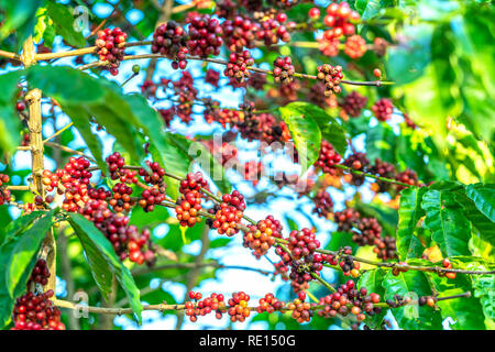 Kaffee Baum in der Ernte mit viel reifen Samen auf den Ästen. Dies ist eine entspannte Seele trinken, wenn wir nur genügend verwenden Stockfoto