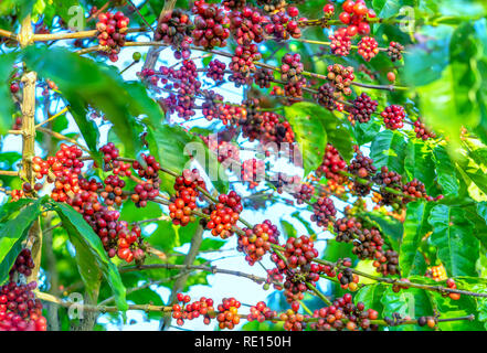 Kaffee Baum in der Ernte mit viel reifen Samen auf den Ästen. Dies ist eine entspannte Seele trinken, wenn wir nur genügend verwenden Stockfoto