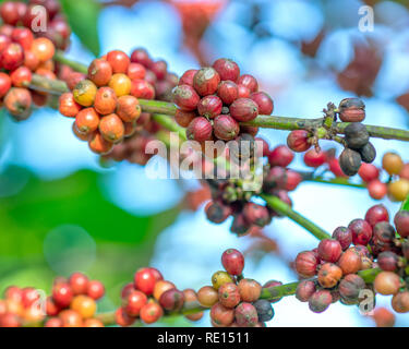 Kaffee Baum in der Ernte mit viel reifen Samen auf den Ästen. Dies ist eine entspannte Seele trinken, wenn wir nur genügend verwenden Stockfoto