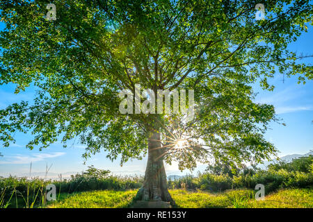 Die alte Bodhi-baum ist in der Zeit der sich wandelnden Blätter im Winter, wenn die Sonne scheint durch den Baum der neue Tag im Hochland von Vietnam zu begrüßen Stockfoto