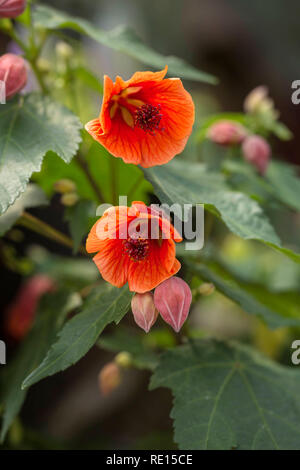 Abutilon 'Sweet südlichen Charme' Stockfoto